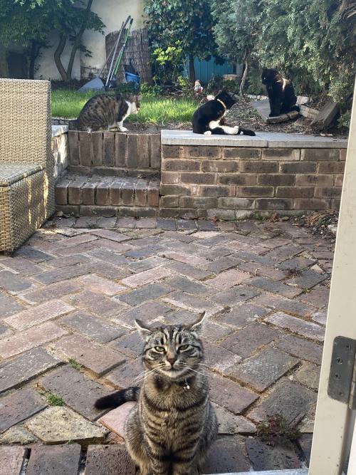 catsoverloaded:inline reddit: cats