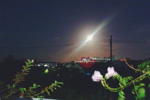 Super moon, blurry flowers #supermoon #supermoon2016 #moon #flower