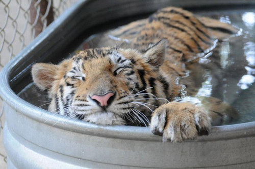 XXX awesome-picz:    Sick Tiger Cub Weighting photo