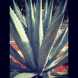 #Mezcal #Azul #Theoc #Anaheimhills #Familiaperez  (At Anaheim Hills Orange County,