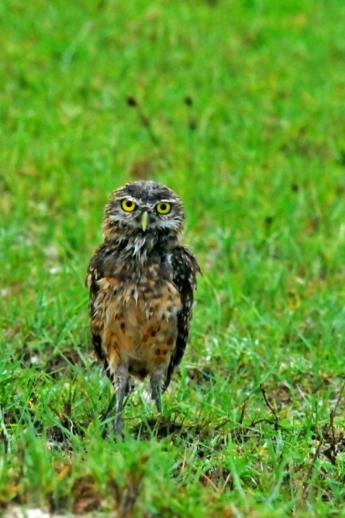 mostly-moist-birds:Burrowing Owl (Athene cunicularia)© Bruno Rennó