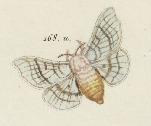 168. chenille du mûrier blanc, ver à soie.  Engramelle, Papillons d’Europe. 1779-1792.