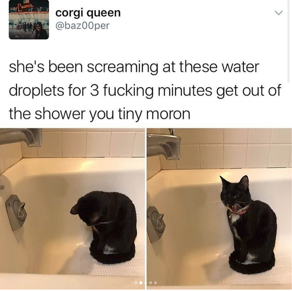 babyanimalgifs: Cat tweets