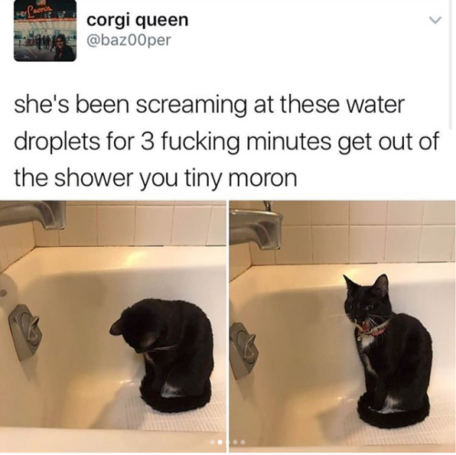 Porn Pics babyanimalgifs: Cat tweets