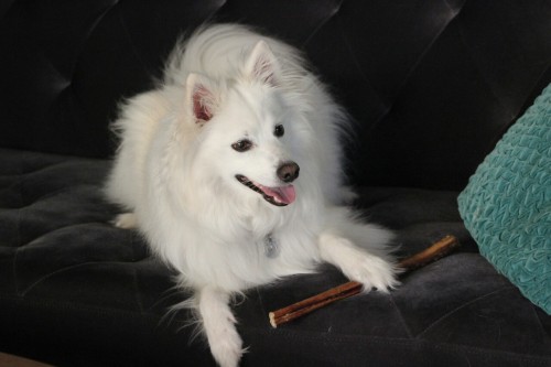 Today was Kodah&rsquo;s 5 birthday. He went from a crazy hyper active puppy who destroyed over 3