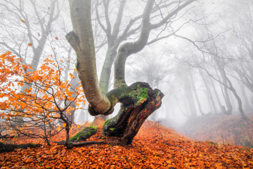 mysterious-mind-dreams:Autumn in the Ore Mountains by  Tomáš Morkes