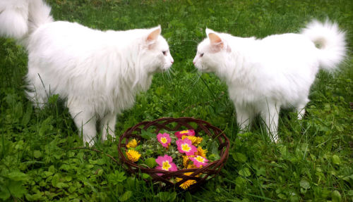 voiceofnature:  My cats helped me foraging a spring salad, while being adorable!My instagram: voiceofnature My blog: www.naviana.blogg.no