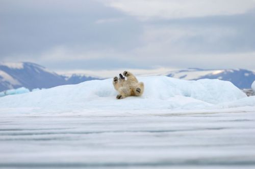 Waking up early for International Polar Bear Day! (wonderful imagery by nature and wildlife photogra