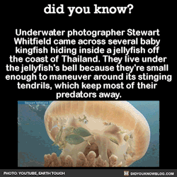 Did-You-Kno:  Underwater Photographer Stewart  Whitfield Came Across Several Baby