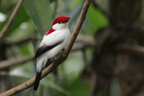 Araripe manakin. (Antilophia bokermanni) This flashy little guy was only discovered in 1998, and is 