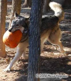 dinobuttz:  abstractlyrapacious:  in the spirit of Halloween, here’s an appreciation post for wolves with pumpkins  @goosedeuce 