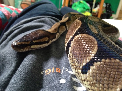 doomedcalliope:there’s a snoot on me tum