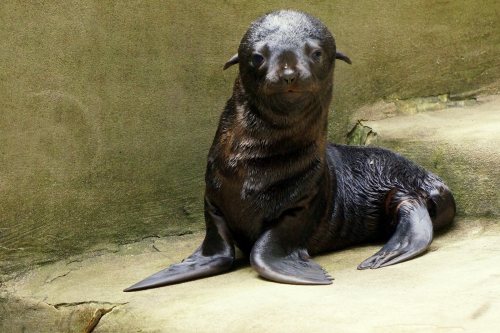 Precocious Seal Pup Mugs For Cameras at Wroclaw ZooOn June 10, Wroclaw Zoo welcomed a female South A