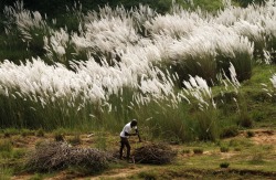 fotojournalismus:  A villager collects dried