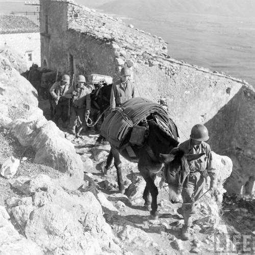 Army mules doing their part in Italy(George Rodger. 1943)