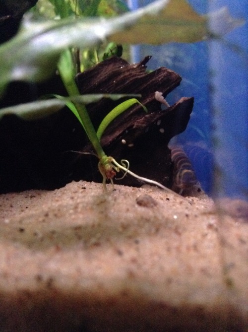 Now back to your regularly scheduled dose of loach