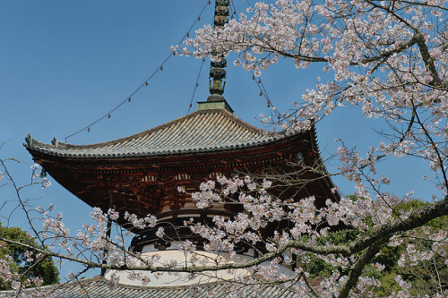 dreams-of-japan:  Negoro-Ji by cine-paranoia on Flickr.