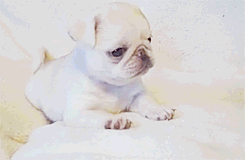 littlesexxkitten:  kiddiepageants: Marshmellow the white pug (x)  TOO CUTE 