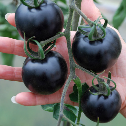 artemisiasea:Dreaming of “Indigo Rose” tomatoes… 