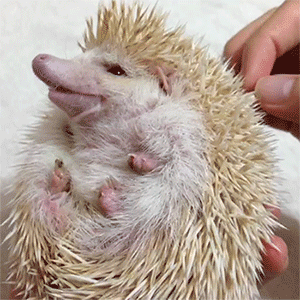 sizvideos:  Watch the video of this ticklish hedgehog  HEDGEHOG… take a minute.