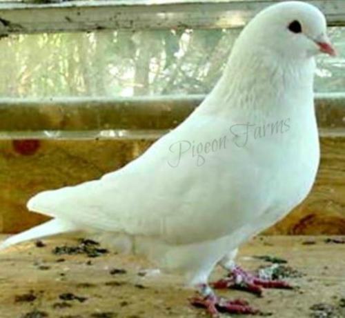 What Would You Say Is The Most Affectionate (friendly, Cuddly) Large Pigeon, Aside From A Frillback?