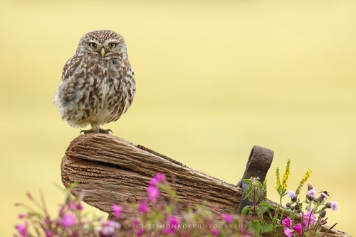 te5seract:The Owl and the Bee, Two Little Owls & Little Love bySimon RoyFind Simon here: Website