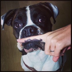 Dogstache #perceval