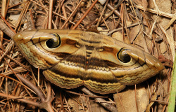 sinobug:  Owlet Moth (Spirama retorta or