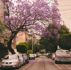 Monicaduranphoto: Spring In Mexico City     Street Scene Of Mexico City In Springtime,
