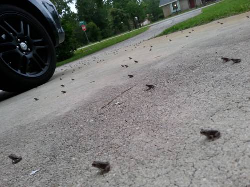 guo-jia:  stunningpicture:  After a lot of rain here in FL these baby frogs appeared. They eerily al