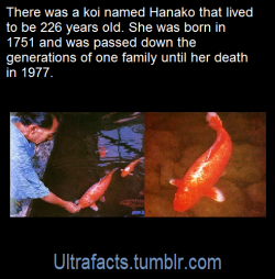 specsthespectraldragon: ultrafacts:   Source: [x]  Follow Ultrafacts for more facts!   Important Hanako Facts: -she actually let her owners touch her without feeding her. even queen fattyfats doesn’t let me touch her even if I’ve got a handful of