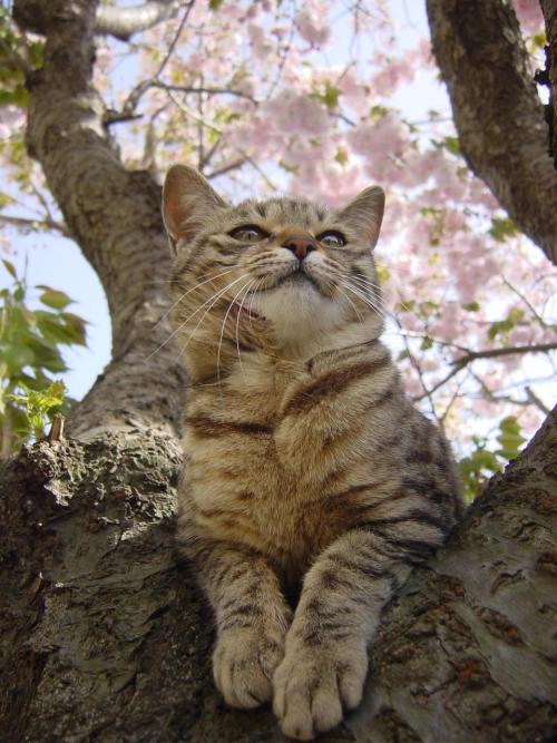 tamorapierce:The cats were the first to love cherry blossom season