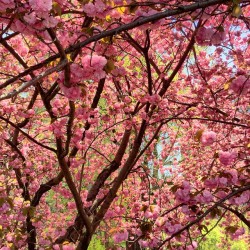 newrafael:  peak cherry blossom