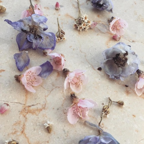 andantegrazioso: Dried delphinium &amp; blossom| poppiesandlaceflowers
