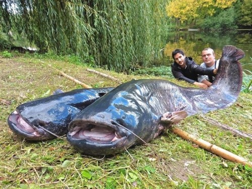 carudamon119: 「とんでもないものを釣ってしまった…」　池で釣った超巨大魚がコチラ Wels catfish that was caught in the pondhttp: