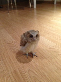 Boo-Owlery:  Compact Owl. Extended Owl. 