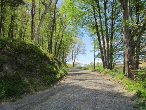 Gravel road.The bank on the left was full of polypody ferns, everlastings, and fringed polygala, to 
