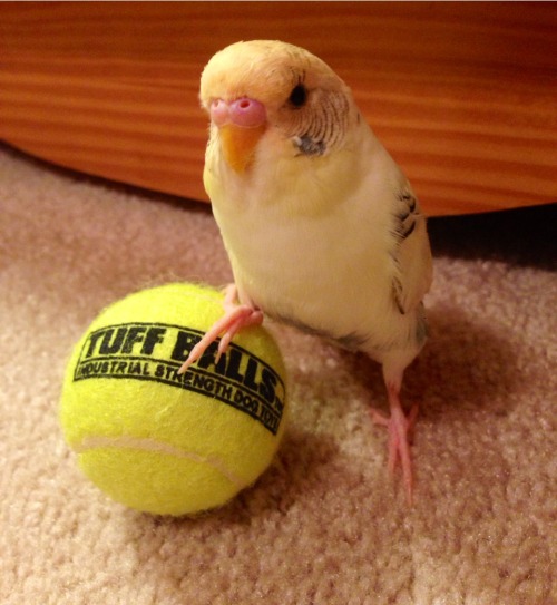 pepperandpals: Yeah, I play sportsball.