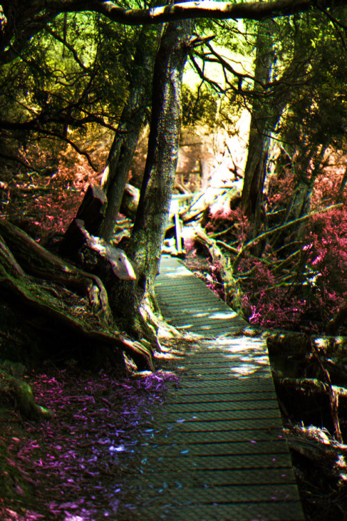 Pretty Rainbow Forest On A Broken Path