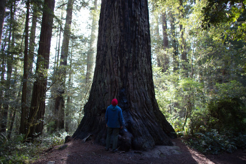Redwood National Park: CampingCompletely breathtaking. Completely unreal.  I love this campsite we s