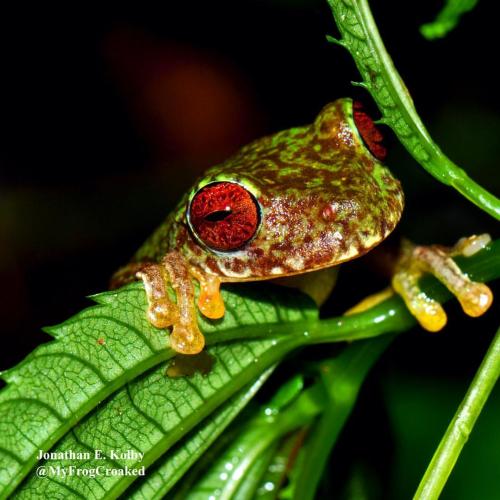 myfrogcroaked:This mossy red-eyed frog (Duellmanohyla soralia) is a beautiful endangered amphibian t