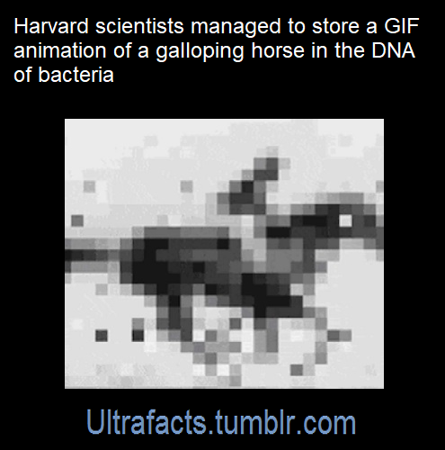 ultrafacts: Source: [x] Click HERE for more facts!  Do you want Orks? Cos that&rsquo;s how you g