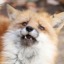 zerowastefox