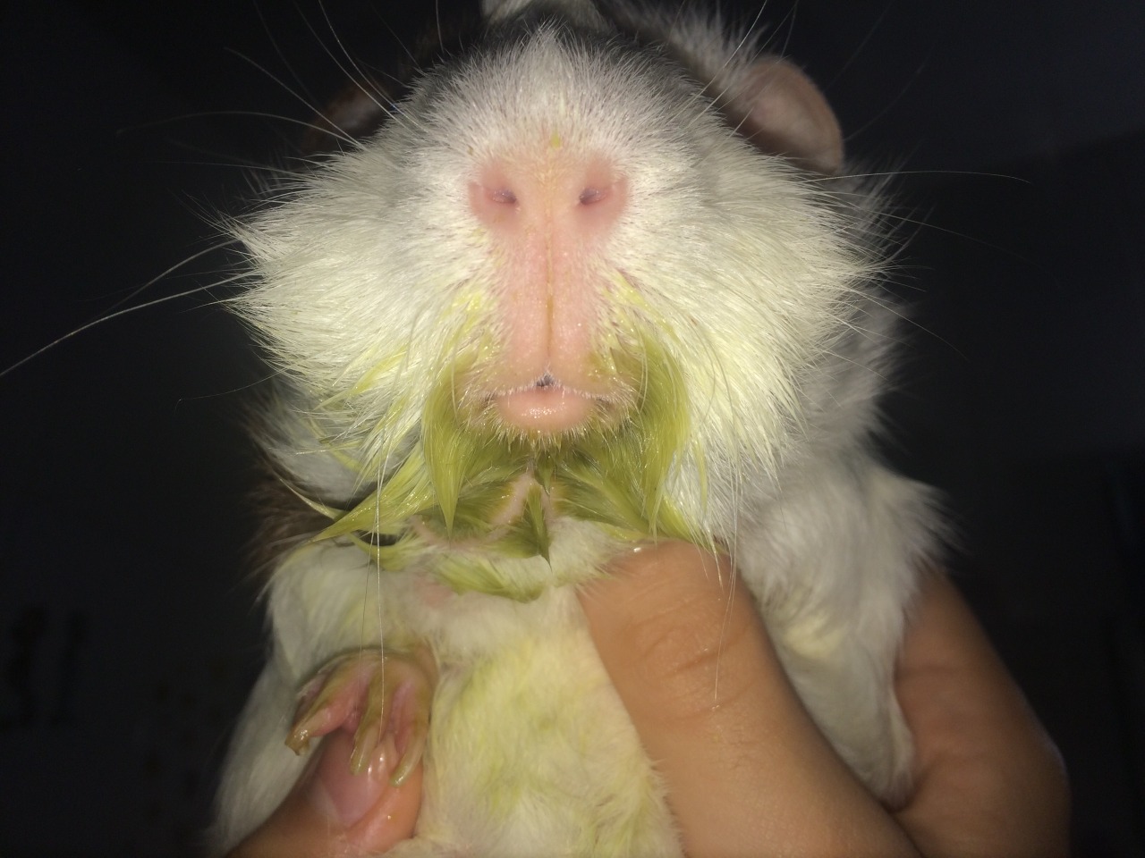 Happiest guinea pig in the world #riptweak