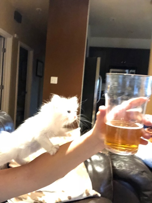 i-want-to-be-wonderwoman:  lilragekitten:   fail-boat:  fail-boat:   fail-boat:   fail-boat:  My foster kitten  is trying    to steal   my beer.   Guys…  Please…  turn the sound on and watch my friends foster kitten yell at her because she won’t