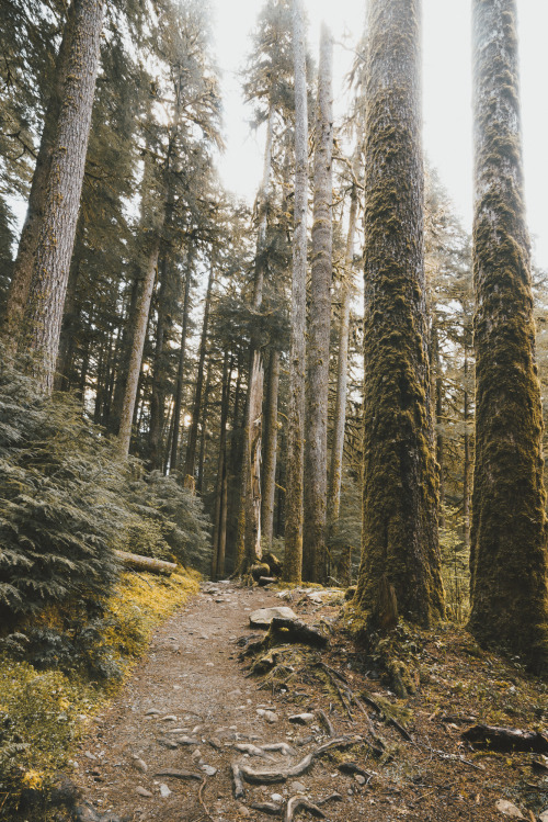 eartheld:  youseethenew:  More time well spent in Olympic NP, Washington Instagram: BToneVibes   x  Homeeeee ❤️ I mean granted ONP had over a million square miles and I think that’s just trails and spans several counties but I love having it