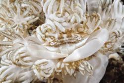 rhamphotheca:  White Xenia Crab from Indonesia