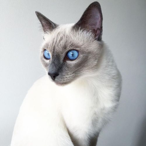 Remembering when I was super skinny… do you love me even if now I’m 7.2 kg?. . . . . ✨ . #siamese 