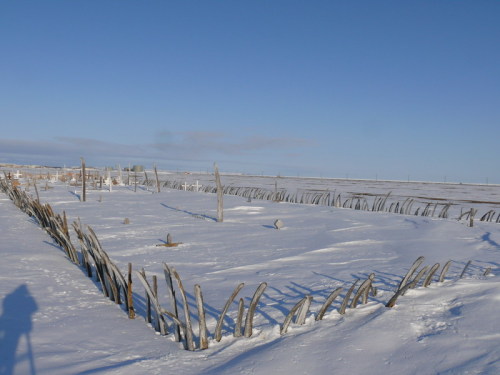 sixpenceee:  A graveyard that uses whale bones as a fence. (Source)