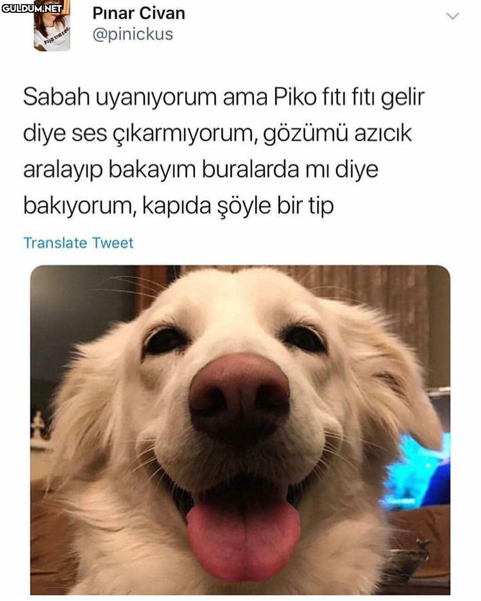 Sabah uyanıyorum ama Piko...